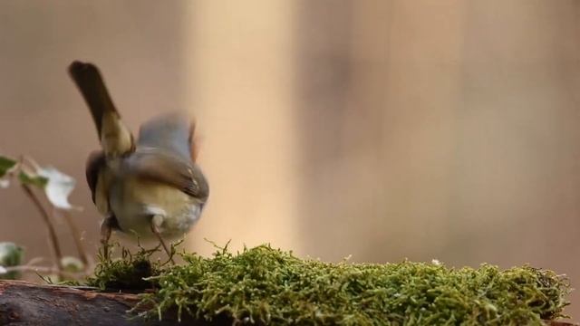 Sonido de pájaros, estudiar, meditar, mente en blanco, pensar, sonidos relajantes смотреть онлайн