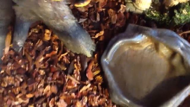 Creeping Death, My Vietnamese Giant Centipede