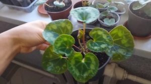 Цикламен из семян от посева до первых бутонов. Все этапы развития в одном видео.#цикламен #цикламен