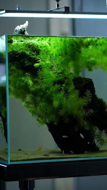 20 Gallon Tank - Project Ark. #aquarium #aquascape #meditation  #oddlysatisfying #satisfyingvideo