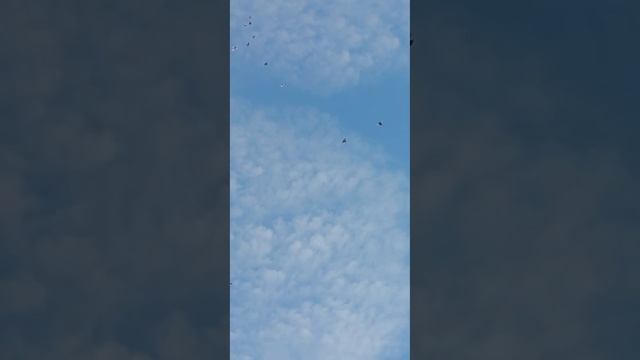 голуби по чучють летают 🕊️🕊️🕊️💪💪💪💪 смотреть онлайн
