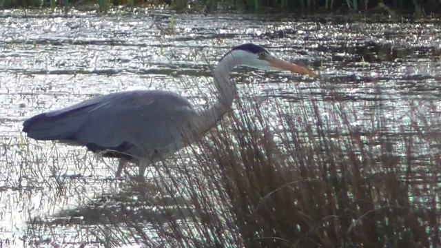 Grey Heron fishing RSPB Ouse Fen 11Apr15 414p смотреть онлайн