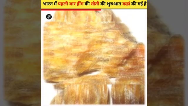 भारत में पहली बार हींग की खेती की शुरुआत कहां की गई है #animals #shorts #facts #shortsfeed #siren смотреть онлайн