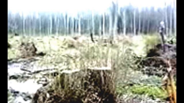 Трелевка леса по грунту с малой несущей способностью