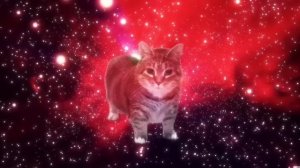 песня,кручащая кошка