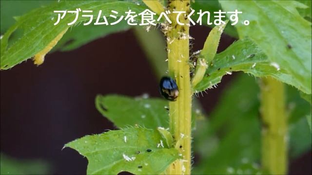 ダンダラテントウ（宮崎市） смотреть онлайн