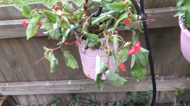 Masetero🌿 🌹reciclado zero 🌿dinero смотреть онлайн