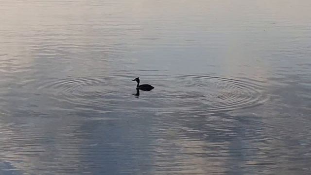 Утка  Нырок. Ente.