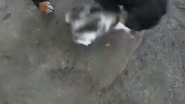 Кошки и собаки, попытка поиграть ... смотреть онлайн