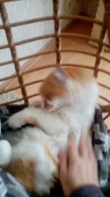 на сколько % она вам нравится?❤️ #коты #няшки #милые #мяу