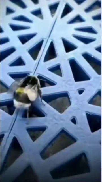 вутето поворот это же пчеловод смотреть онлайн