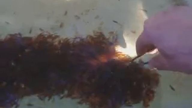 2017.06.11 хроники Родин Острова: инкубация форели