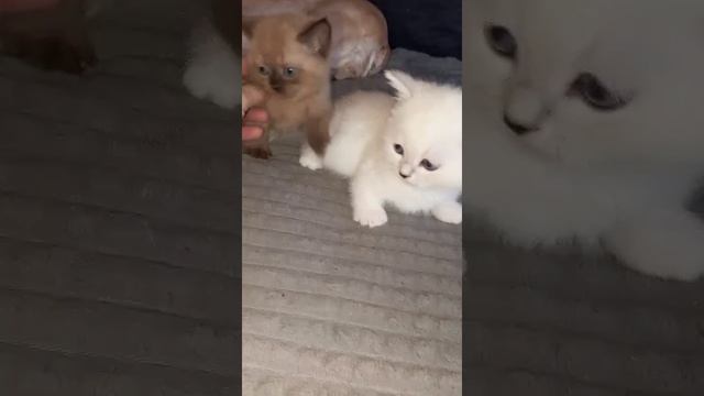 ШИКАРНЫЙ КОТЕНОК ДРАЧУН смотреть онлайн