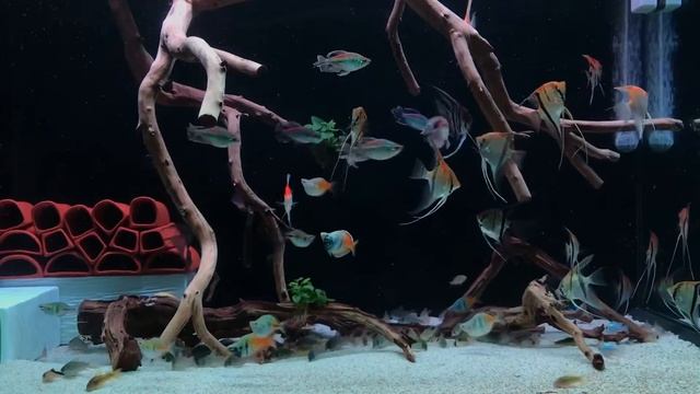 Аквариум со скаляриями от Hoàng Anh смотреть онлайн