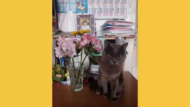 Любимый кешунька смотреть онлайн