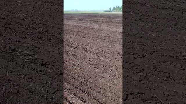 Versatile 370 / RSM 370 посев пшеницы смотреть онлайн