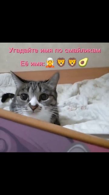 Какое имя у кошки?#catshorts #shorts смотреть онлайн
