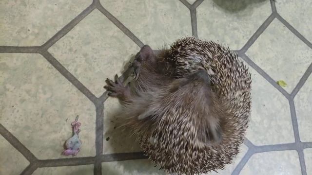 Феня с сиренью) смотреть онлайн