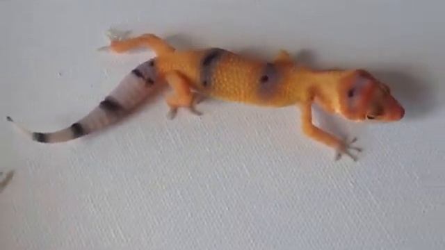 Baby Leopard Gecko Collection: 57 Babies смотреть онлайн