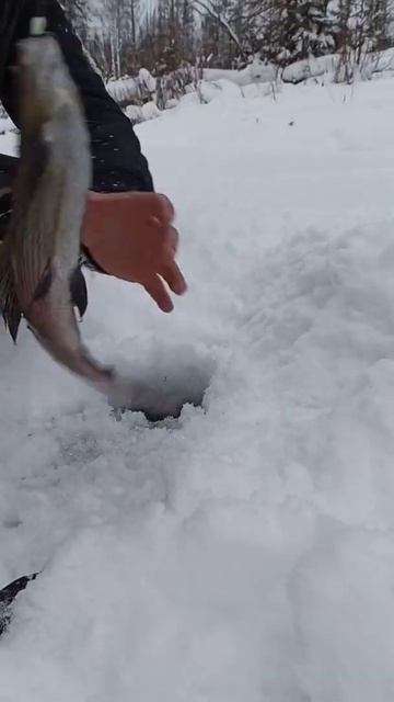 Нурик ловит хариуса в первый раз на камеру смотреть онлайн