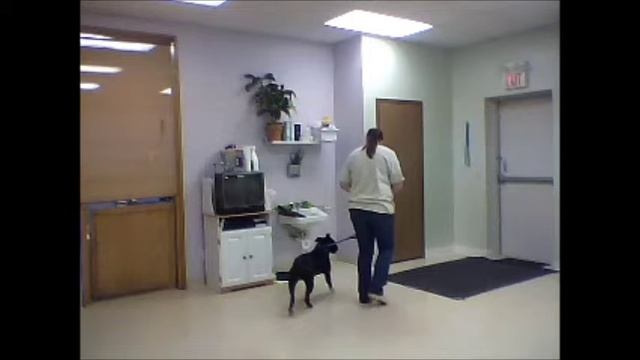 Romeo's First Day at K9 Kabana смотреть онлайн