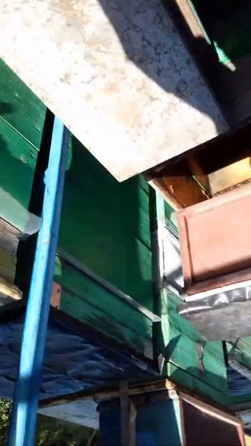 Гибель пчёл летом. Отравление средствами защиты растений.