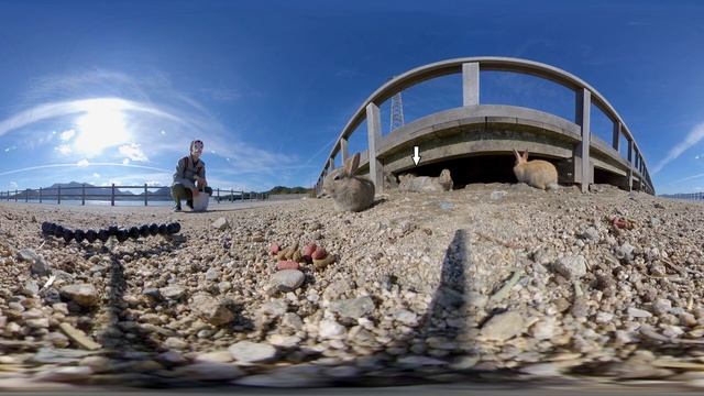 VR 360° | There Are So Many Cute Baby Rabbits!