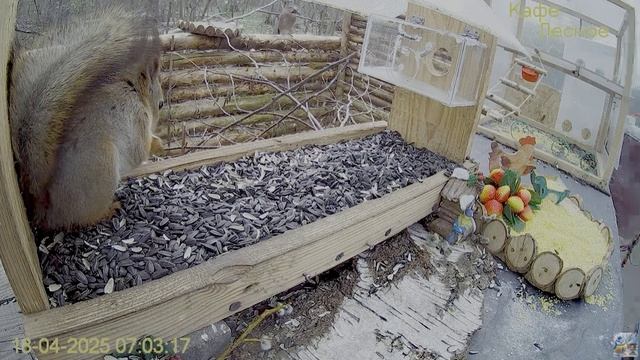 В семь часов утра у белочки завтрак смотреть онлайн