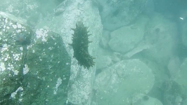 Сезон летнего дайвинга открыт. Морепродукты дайвинг. смотреть онлайн