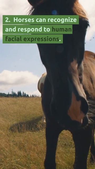 3 Facts you may not know about Horses 🐴 #animals смотреть онлайн