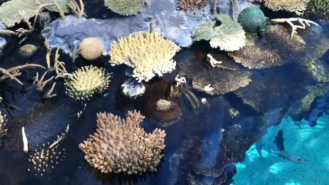 Farebné rybky v lisabonskom oceanáriu смотреть онлайн