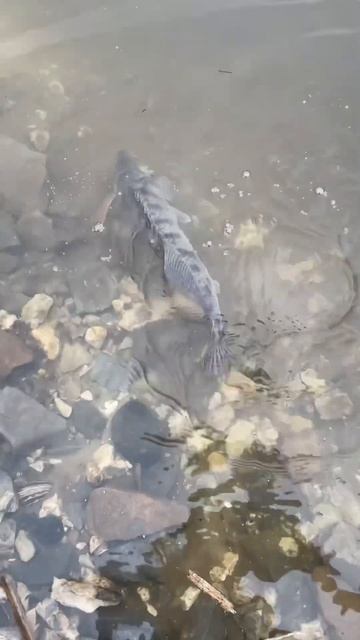 Рыбалка вышла увлекательной, не одна рыба не пострадала! #рыбалка #судак