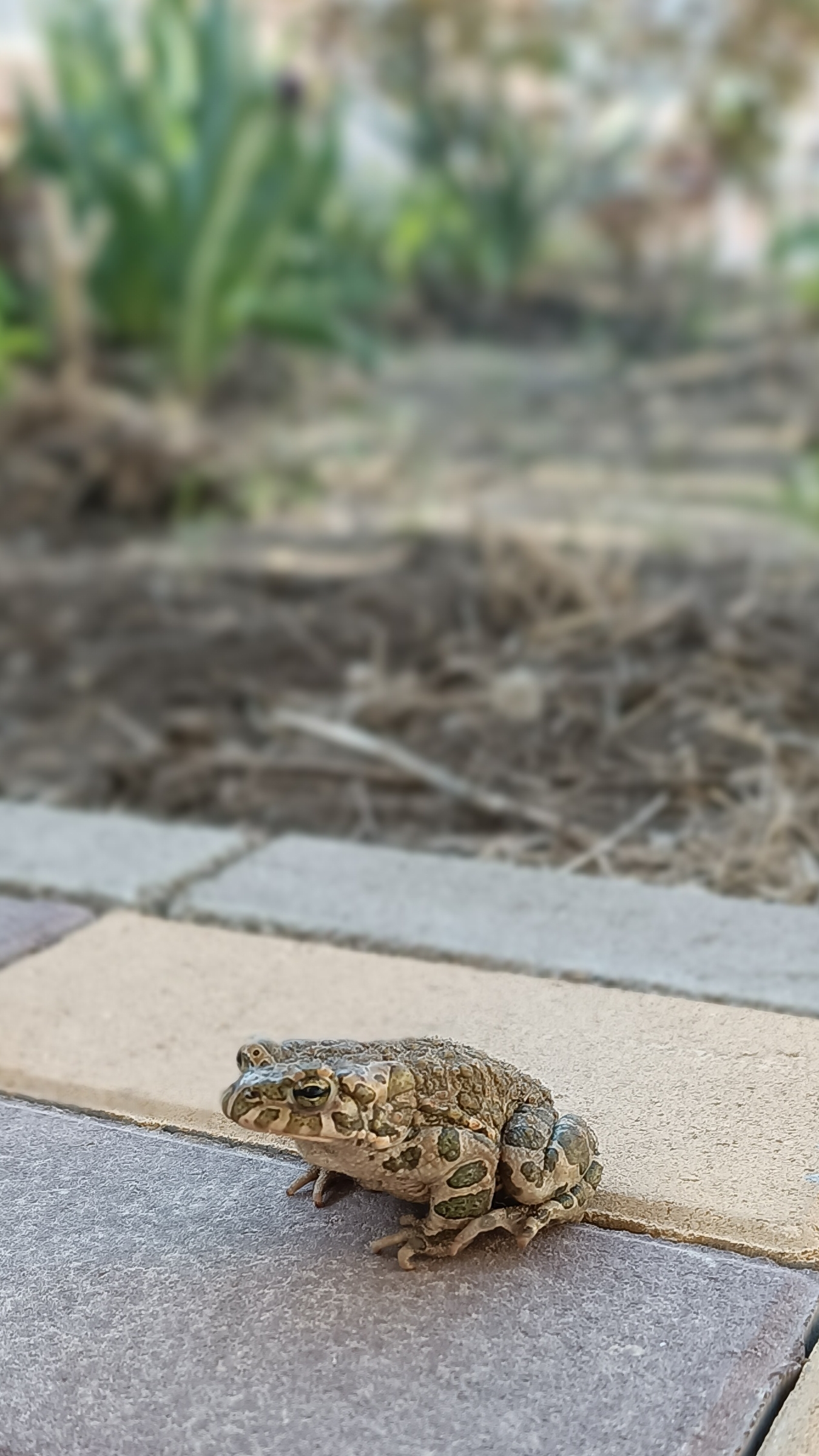 Нежданный гость-Царевна Лягушка!#природа#садогород#лягушка#Кубань