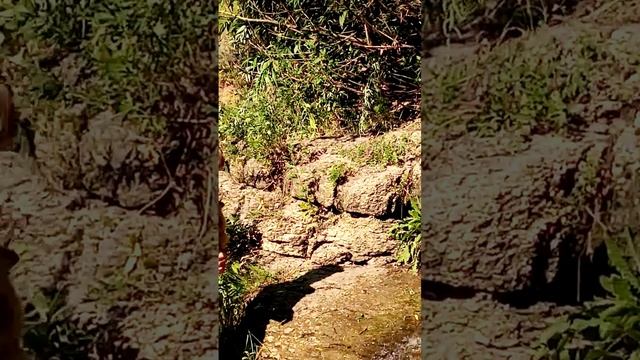 НАША УТКА. (1) смотреть онлайн