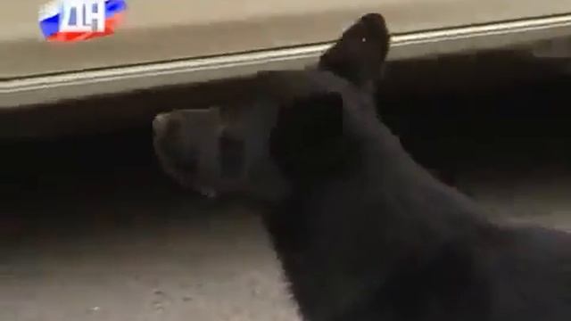 Губернатор ЗА бродячих собак смотреть онлайн