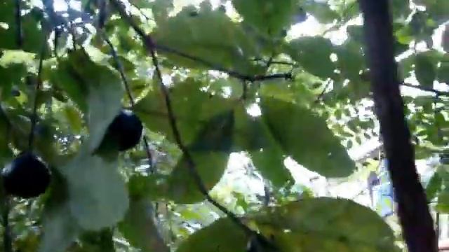 Você conhece essa fruta? #marmelada de cachorro ou marmelo do cerrado смотреть онлайн