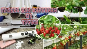 Как сделать грядку для клубники из трубы: быстро и просто