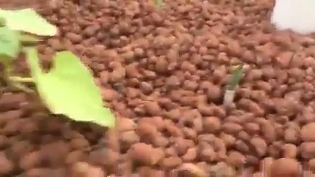 HOME AQUAPONICS TANKS SYSTEM TILAPIA DIY смотреть онлайн