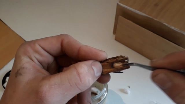 Adiós TETRAMORIUM...Hola CREMATOGASTER!! смотреть онлайн