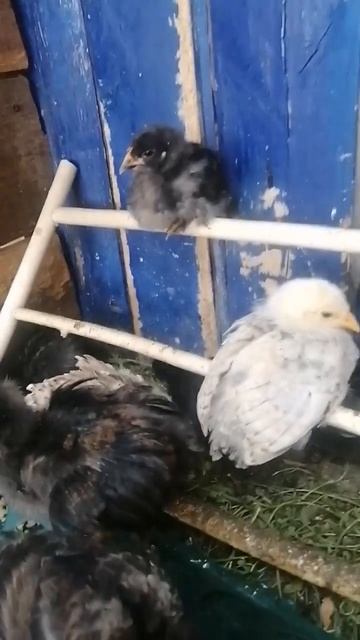 выращивание цыплят летом