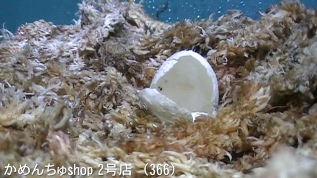 (366)Mauremys japonica イシガメ当店繁殖2014年赤ちゃん孵化映像　投稿かめんちゅshop 2号店 смотреть онлайн
