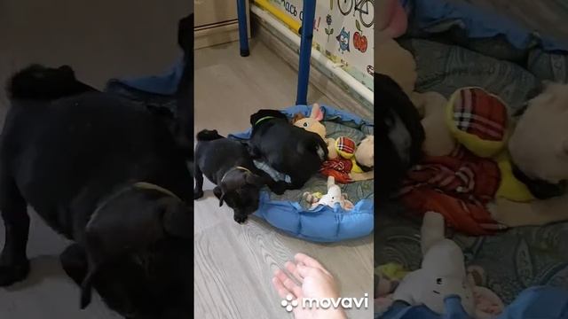 мопсики готовы к переезду. смотреть онлайн