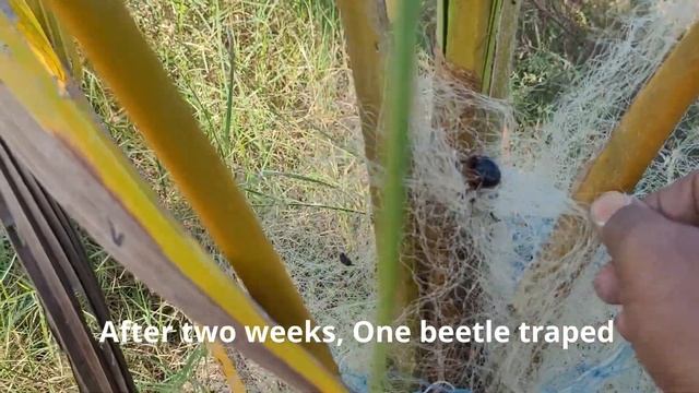 How to naturally protect the coconut tree from rhinoceros beetle attack смотреть онлайн