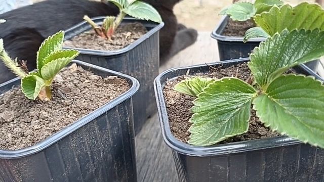 Внимание запись на бронь наборов СУПЕР ЭКЗОТЫ С БОНУСАМИ // ВАЦАП ДЛЯ ЗАКАЗА 8-915-245-81-59 смотреть онлайн