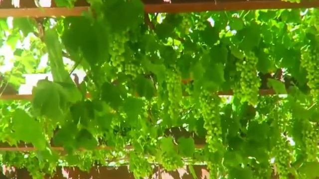 Greenway MaxMasters 2020 Крит Промо смотреть онлайн