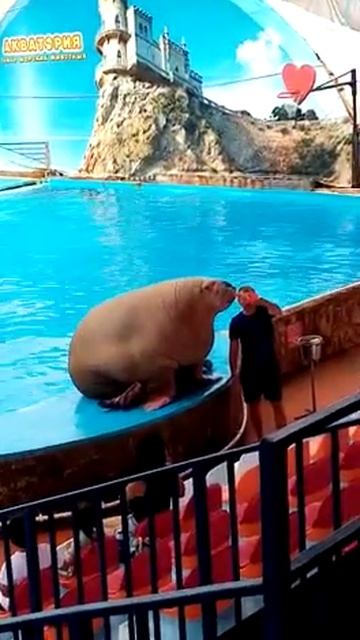 Морж играет на флейте / Play of walrus смотреть онлайн