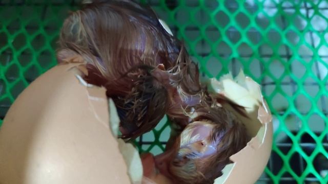 Вылупление цыплят смотреть онлайн