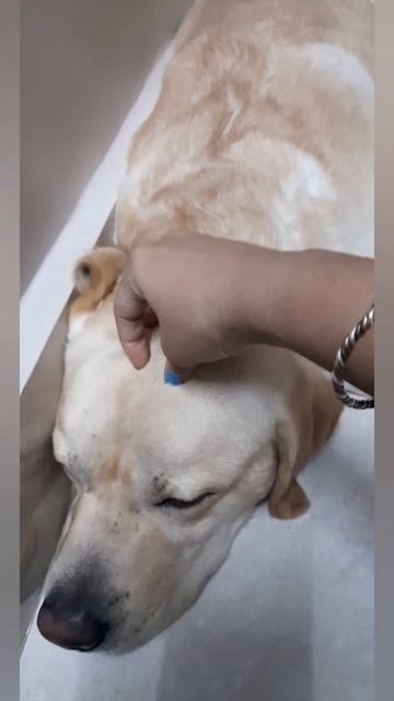 Mr.shadow @# Head Massage 💆