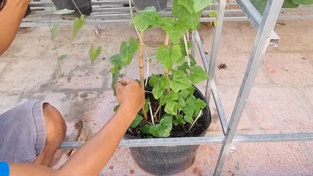 Ivy gourd growing from stem cut till a good harvest смотреть онлайн