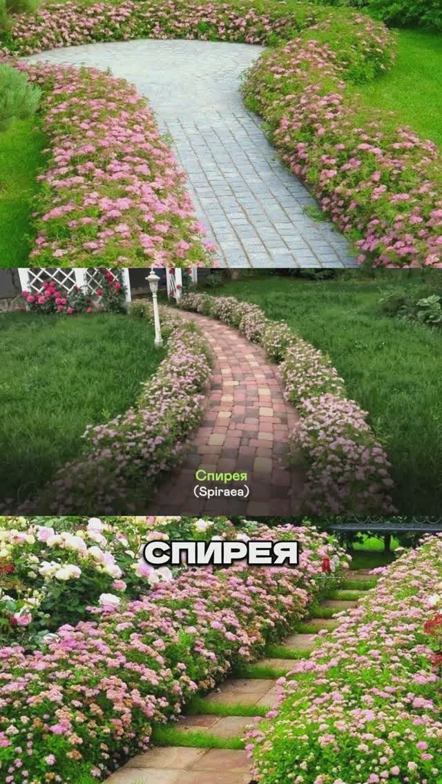 Эти 3 Растения Не Сажают Вдоль Дорожек (а зря!)🌷🤫 смотреть онлайн